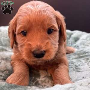 Zeus, Mini Goldendoodle Puppy